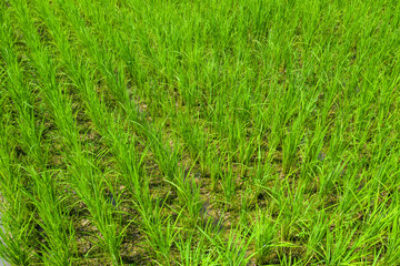 the Drone view of beautiful Green paddy rice field for background.