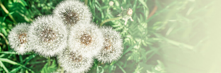 Big field with white fluffy dandelions and fresh green grass. Summer spring natural landscape. Banner.