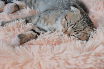 Kitty. Pets. Scottish fold kitten. gray tabby kitten sleeps in a fluffy pink bed