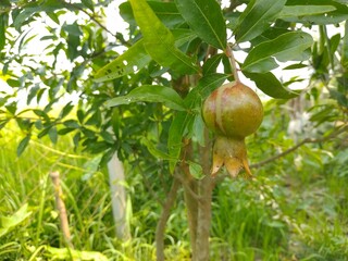 Small Pomegranate fruit