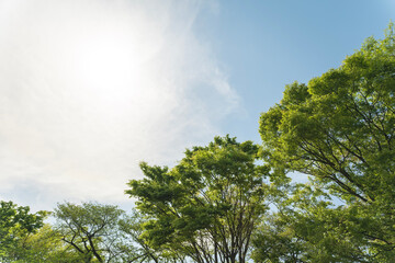 Fototapeta premium trees and sky