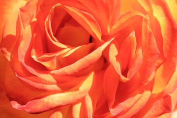 Orange Rose in Bloom in Springtime in Northern California