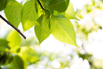 green leaves background