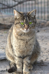 Naklejka na ściany i meble A beautiful cat carefully examines the surroundings of the city park. Domestic cat outdoors. Pet. Close-up.