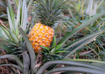 Obraz premium Close up of a ripe pineapple. The pineapple (Ananas comosus) is a tropical plant with an edible fruit and the most economically significant plant in the family Bromeliaceae