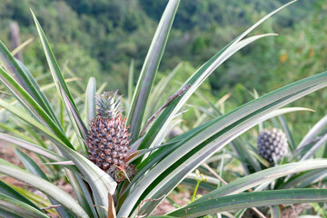 Obraz premium Close up of a young pineapple. The pineapple (Ananas comosus) is a tropical plant with an edible fruit and the most economically significant plant in the family Bromeliaceae
