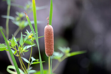 蒲