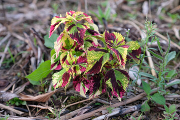 Closeup of a Plectranthus scutellarioides plants
