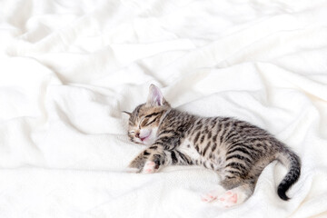 Fototapeta na wymiar Cute Small striped kitten sleeps on white light blanket at home. Concept of adorable pets. Copyspace.