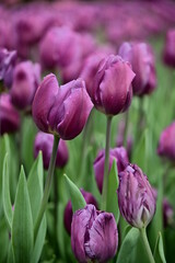 Close-up shot of purple tulips swaying in the wind in the garden on a beautiful spring day. Tulip festival. Beauty of nature. Vibrant color blooming in spring garden. Flower bed.