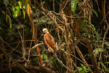 Vida Silvestre - Amazonía Peruana