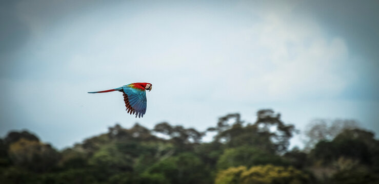 Vida Silvestre - Amazon&iacute;a Peruana