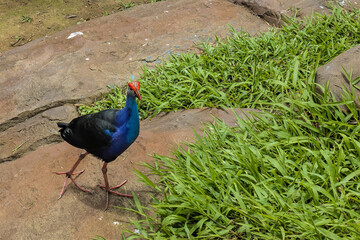Obraz premium The bright tropical bird Purple gallinule walks on the rocks and grass. Bright blue-violet plumage, legs with long toes, red beak.