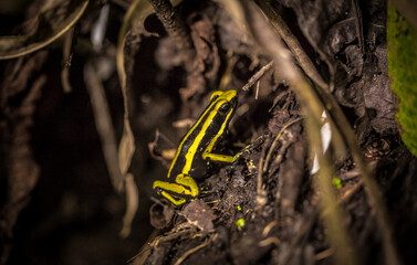 Vida Silvestre - Amazonía Peruana