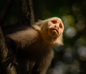 portrait of a macaque