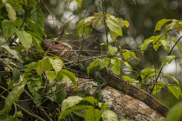 Vida Silvestre - Amazonía Peruana