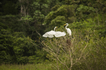 Vida Silvestre - Amazonía Peruana