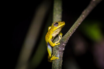 Vida Silvestre - Amazonía Peruana
