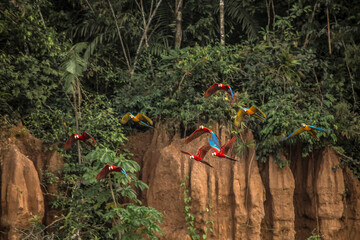 Vida Silvestre - Amazonía Peruana