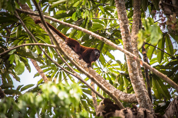 Vida Silvestre - Amazonía Peruana