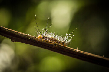 Vida Silvestre - Amazonía Peruana