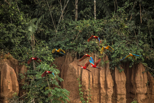 Vida Silvestre - Amazon&iacute;a Peruana