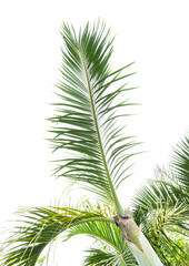 palm tree isolated on white background