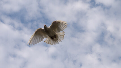 pigeon flying in a blue sky with clouds