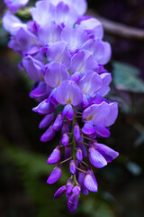 wisteria in the park, purple flower
