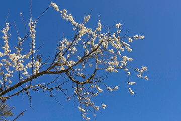 Branches with white flowers of the syrian pear tree close-up