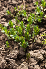 Mint seedlings grow in the garden, a fragrant beneficial plant begins to appear.