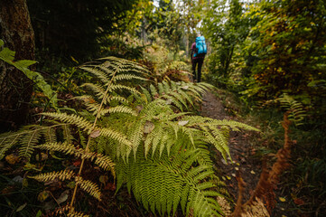 Mountain landscape. Misty forest. Natural outdoor travel background. Slovakia, Low Tatras, Demenovska hora and dolina vyvierania. Liptov travel. © Zedspider