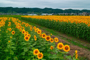 ひまわり畑
