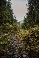 Mountain landscape. Misty forest. Natural river stream. Slovakia, Low Tatras, Demenovska hora and dolina vyvierania. Liptov travel. © Zedspider