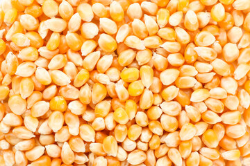 Heap of dry corns as background
