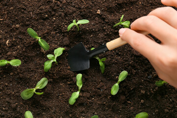 Gardener planting green seedlings outdoors