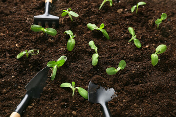 Green seedlings with gardening tools outdoors