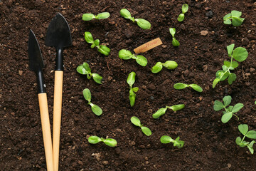 Green seedlings with gardening tools outdoors