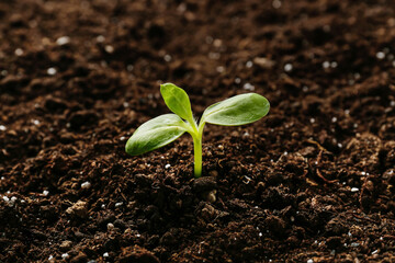 Green seedling growing in soil outdoors