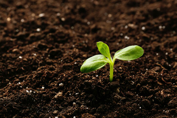 Green seedling growing in soil outdoors