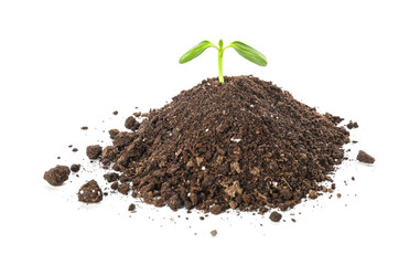 Green seedling with heap of soil on white background