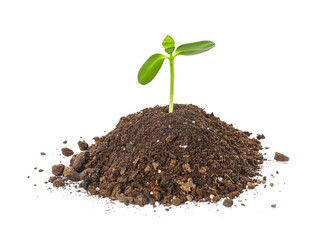 Green seedling with heap of soil on white background