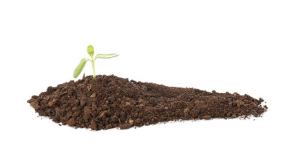 Green seedling with heap of soil on white background