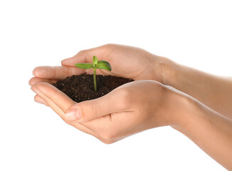 Female hands with green seedling and heap of soil on white background