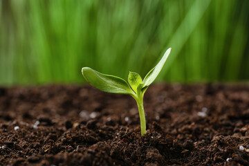 Green seedling growing in soil outdoors