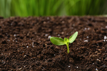 Green seedling growing in soil outdoors