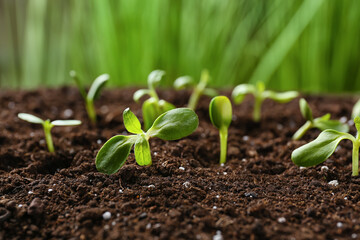 Green seedlings growing in soil outdoors