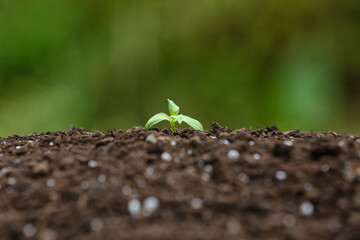 Green seedling growing in soil outdoors