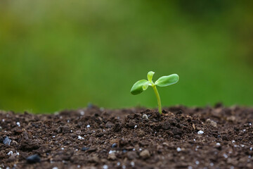 Green seedling growing in soil outdoors