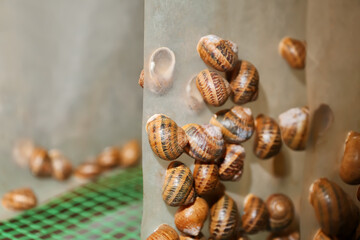 Many snails at the farm